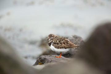 ruddy turnstone