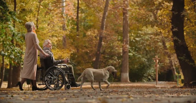 Senior caucasian woman going down the road in autumn park with her paralyzed husband in wheelchair, walking theit cheerful golden labrador - old people, retirement 4k