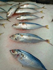 Mackerel fresh vol.11
