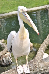 tiere und pflanzen im zoo
