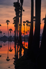 sunrise skyline morning and sugar palm trees mirror on water