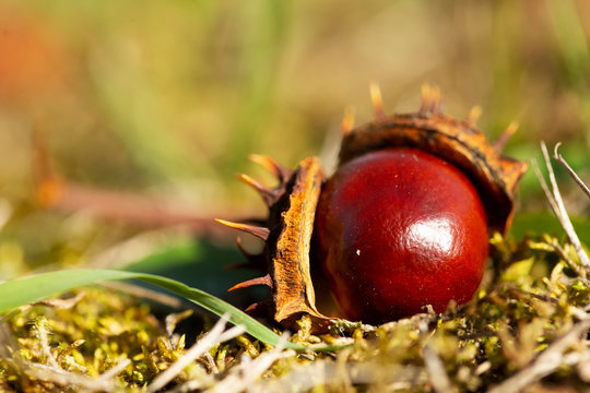 Autumn conkers in the grass