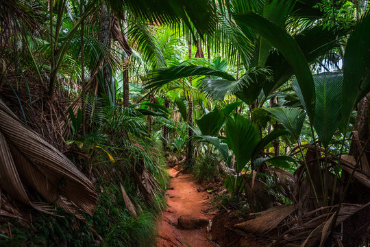 Forêt tropicale de la Vallée de Mai sur l'île de Praslin, Seychelles