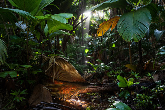 Forêt tropicale de la Vallée de Mai sur l'île de Praslin, Seychelles