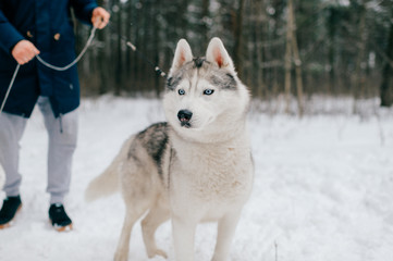 Portrait of a husky dog in winter forest on background of its owner