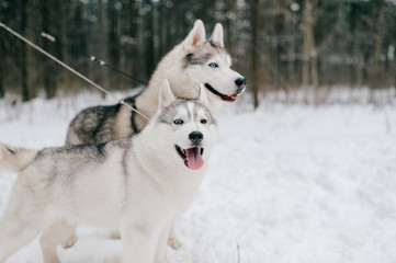 Two dogs of breed husky stand in snow