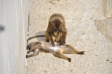 Tiere im Zoo