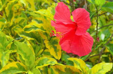 Red hibiscus with long yellow pillen or Chaba flower blooming in garden green leaf background
