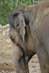 Fototapeta premium Tiere im Zoo