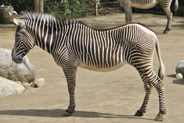 Fototapeta na wymiar Tiere im Zoo