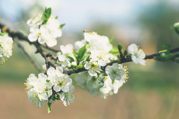 Cherry branch with white flowers in spring garden close up