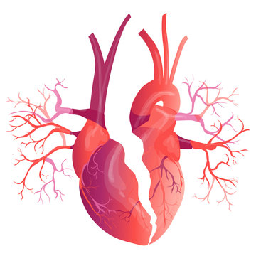 Vector realistic Human heart. Anatomy concept. illustration