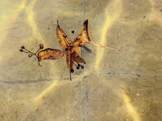 Dry tilla fruit and laves floating on the surface of water in autumn