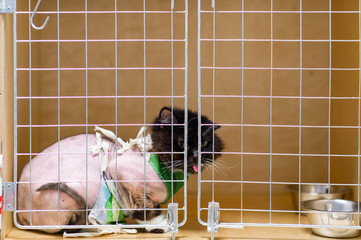 Cat with shaved body in an apron sitting in cage