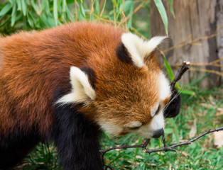 Red Panda or Lesser panda (Ailurus fulgens) gnawing a tree branch.