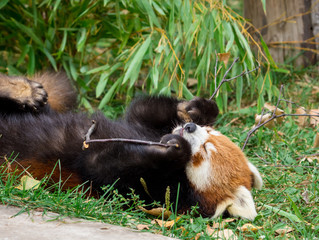 Naklejka premium Red Panda or Lesser panda (Ailurus fulgens) gnawing a tree branch.