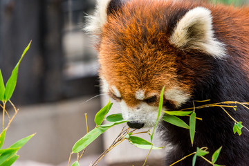 Fototapeta premium Red Panda or Lesser panda (Ailurus fulgens) gnawing bamboo leaves.