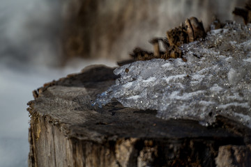  Spring snow on the stump. Snow melts on the old stump. Spring came. Stump in defocus, snow in focus. Gray snow in the spring afternoon.