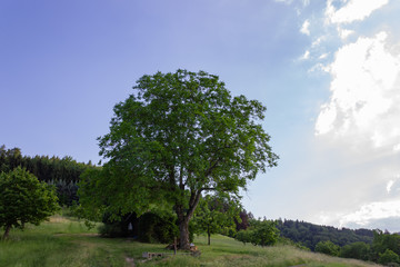 Plakat big chestnut tree on mountain