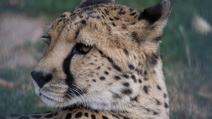 Tiere im Zoo