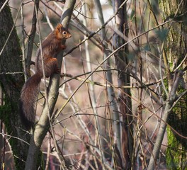 Eurasian red squirrel in the tree branch
