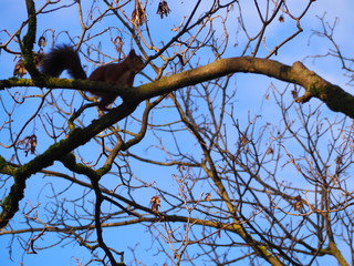 Eurasian red squirrel in the tree branch
