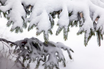 snow-covered branches of spruce