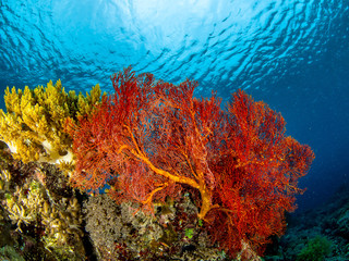 Fototapeta na wymiar Underwater Corals of the Sea