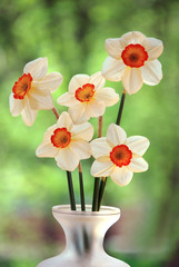 White daffodils on a nature background	