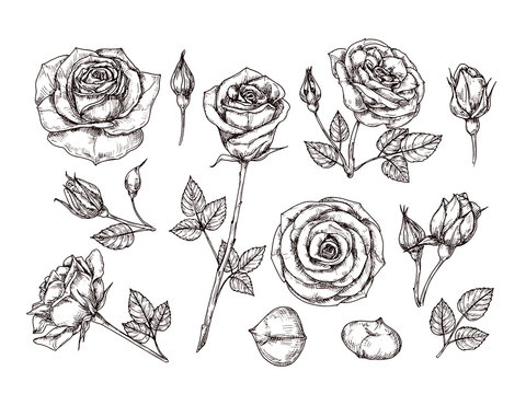 Hand drawn roses. Sketch rose flowers with thorns and leaves. Black and white vintage etching vector botanical isolated set. Illustration of rose petal, sketch botany floral plant