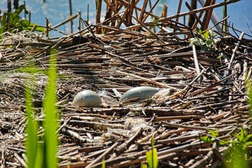 Unattended swan eggs - The parents are just looking for food