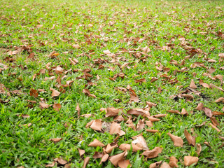 fallen autumn leaves on grass.