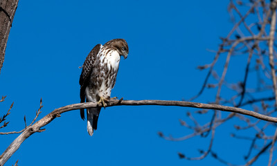 Young red tailed hawk perched on a tree branch. 