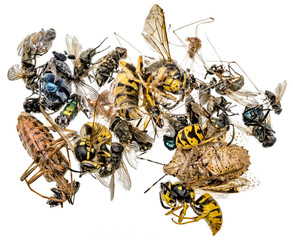 Many different dead insects are in one pile. Isolated on white