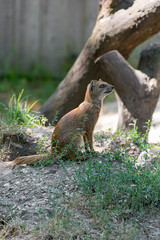 Naklejka na ściany i meble Profile of yellow mongoose Cynictis penicillata or red meerkat