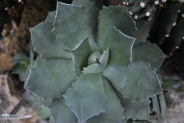 Wilhelma Tiere Pflanzen fische