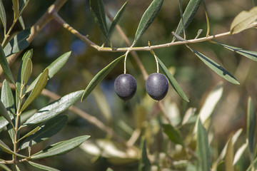Two black olives on the branch between leaves