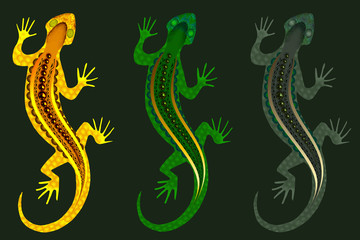 dark green background with three patterned lizards close-up