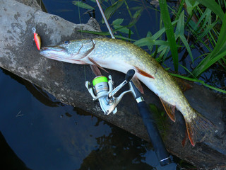 Pike and spinning rod