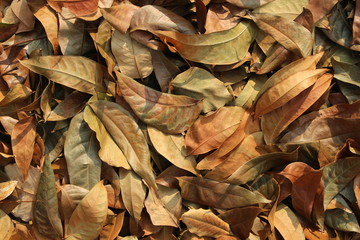 Dry leaf background