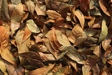 Dry leaf background