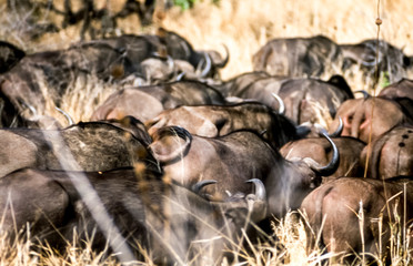 Buffalo, (Syncerus caffer), Kruger National Park, Mpumalanga, South Africa, Africa