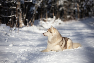 Husky dog lying in the snow. Beige and white Siberian husky on a walk in winter forest