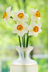 White daffodils on the background of greenery