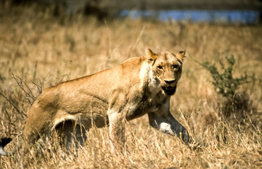 Lion, (Panthera leo), Kruger National Park, Mpumalanga, South Africa, Africa