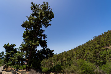 Fototapeta na wymiar Pino Gordo is the oldest Canarian pine (circa 200 years old), 46 meters high and 11 meters in girth. Tenerife. Canary Islands. Spain.