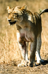 Lion, (Panthera leo), Kruger National Park, Mpumalanga, South Africa, Africa