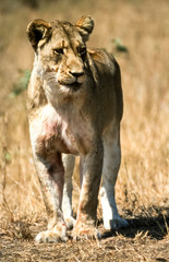 Lion, (Panthera leo), Kruger National Park, Mpumalanga, South Africa, Africa