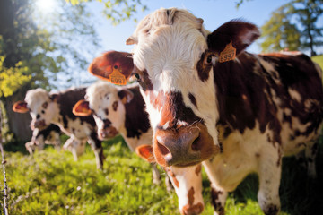 Normandische koe in de weilanden van Frankrijk