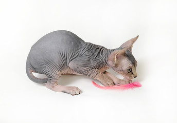 cat sphinx on a white background